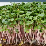 Unlocking the Power of Microgreens: A Nutritional Gem for Your Plate